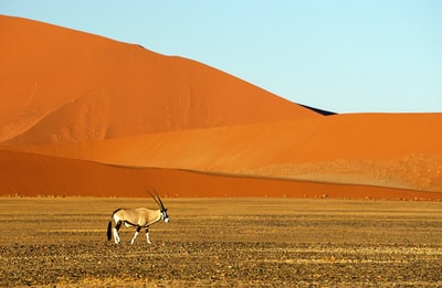 白色和棕色的动物，在棕色的沙子上有鹿角